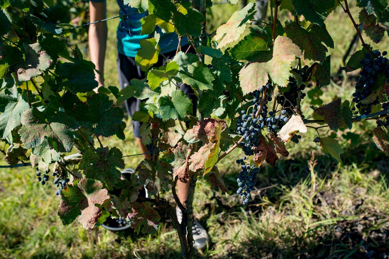 Chateau Dio Ambrolauri Kültér fotó